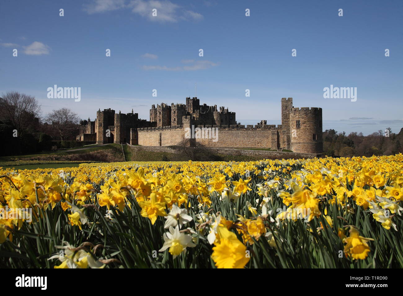 Northumberland, Großbritannien. 28. März, 2019. UK Wetter: Alnwick Castle (Harry Potters Hogwarts Schule) mit Narzissen für das Bemuttern Sonntag. Northumberland, Großbritannien. Frühlingssonne kommt in ganz Großbritannien. DavidWhinham/Alamy leben Nachrichten Stockfoto