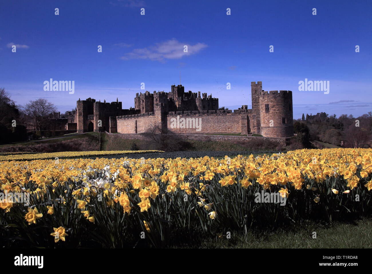 Northumberland, Großbritannien. 28. März, 2019. UK Wetter: Alnwick Castle (Harry Potters Hogwarts Schule) mit Narzissen für das Bemuttern Sonntag. Northumberland, Großbritannien. Frühlingssonne kommt in ganz Großbritannien. DavidWhinham/Alamy leben Nachrichten Stockfoto