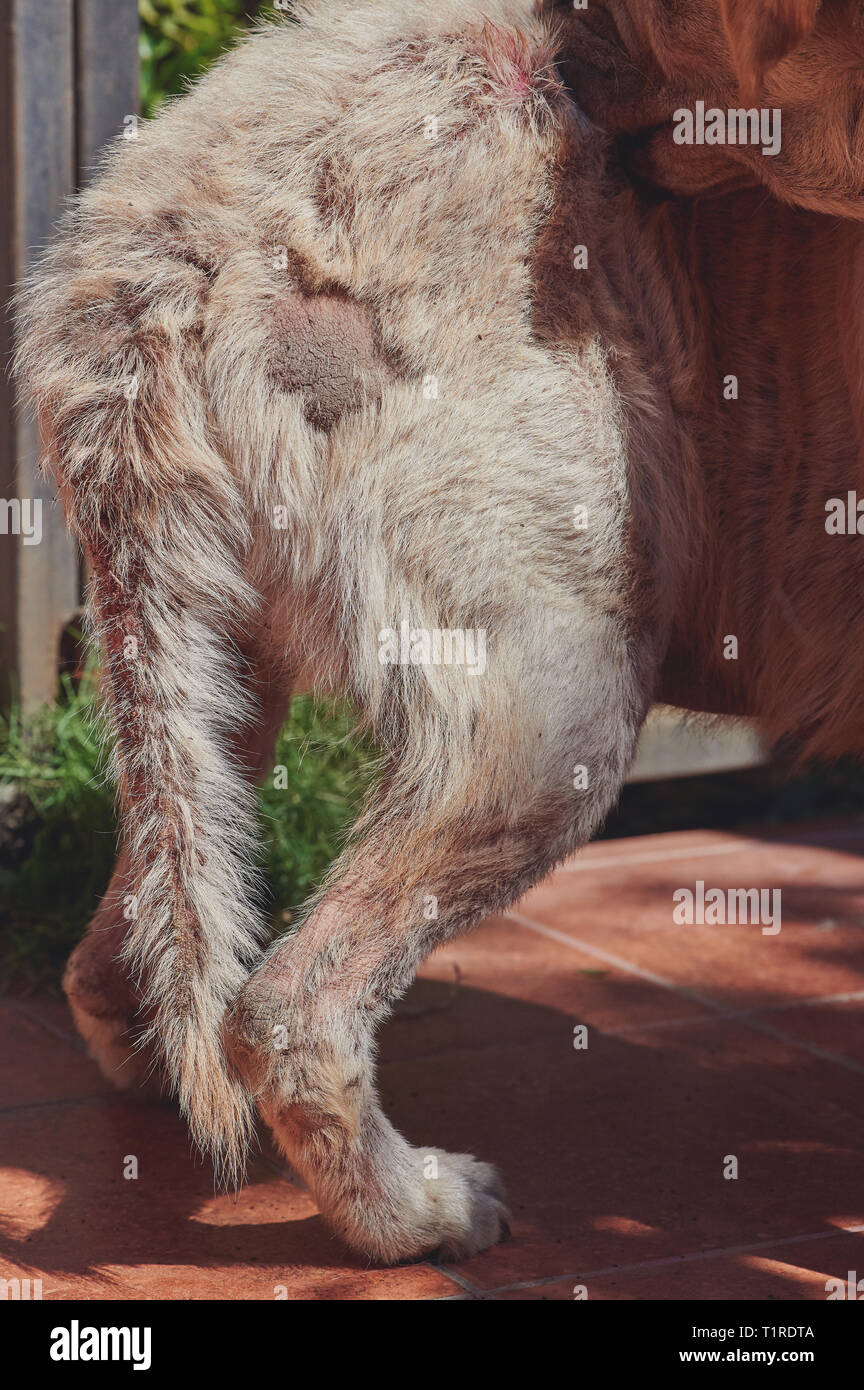Krank von Pilz Hund beißen sein Fell. Beschädigte hund Schwanz  Stockfotografie - Alamy