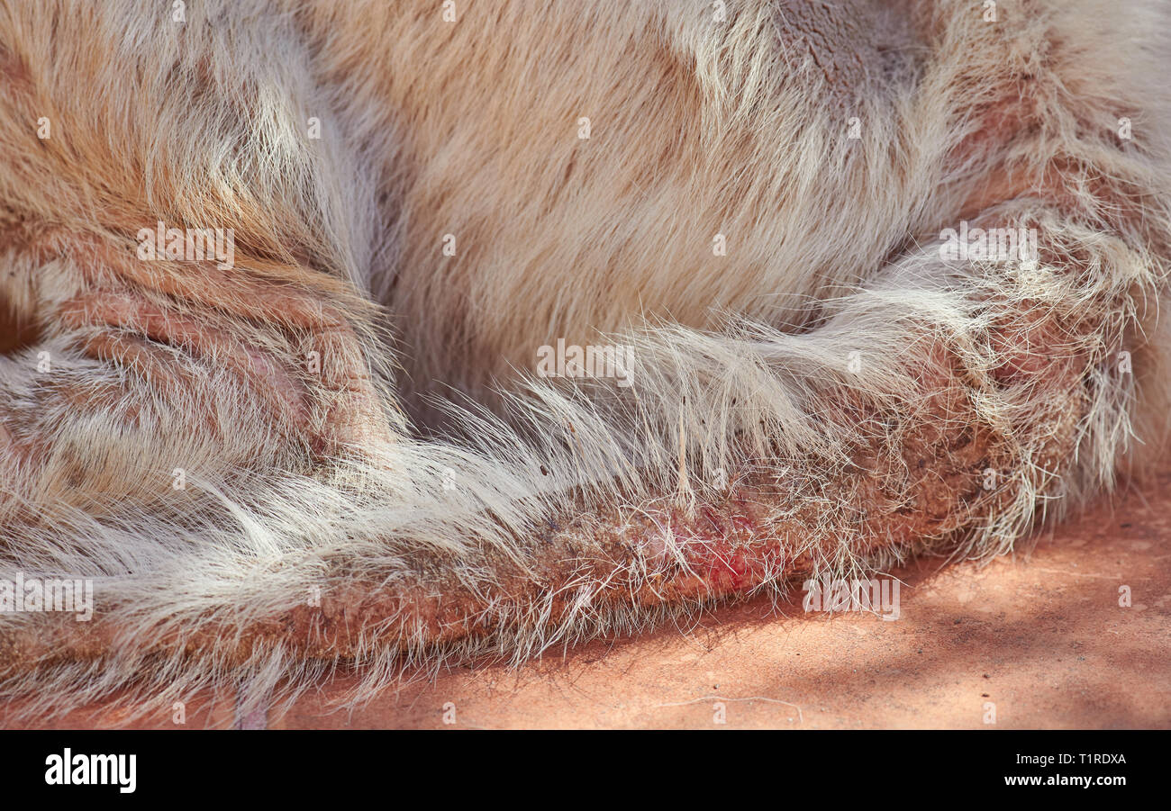 Hund Schwanz ohne Haare anf Pilz clsoe zu sehen Stockfotografie - Alamy