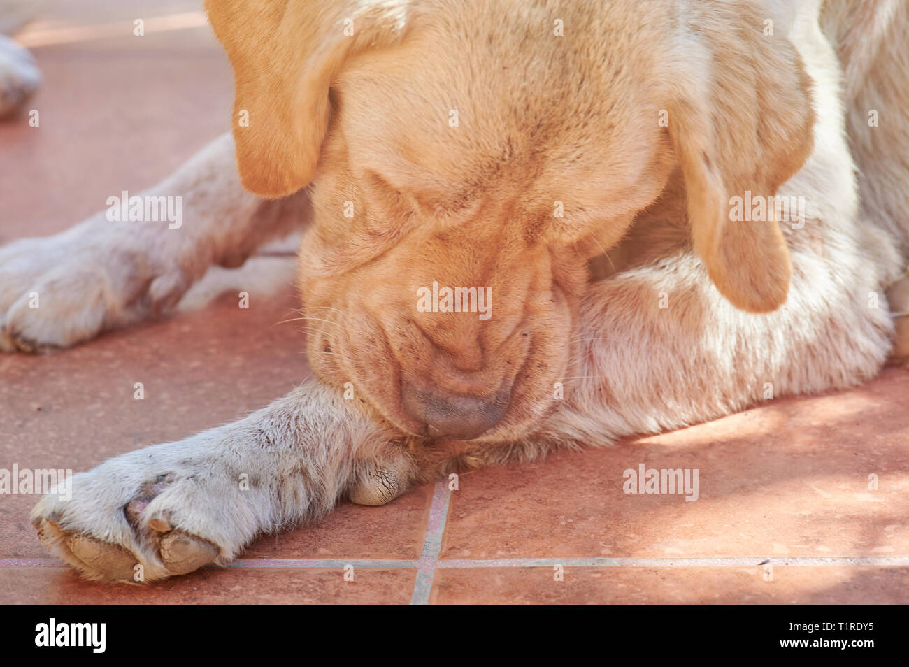 Hund beißt seine Pfote Nahaufnahme Makro anzeigen Stockfoto