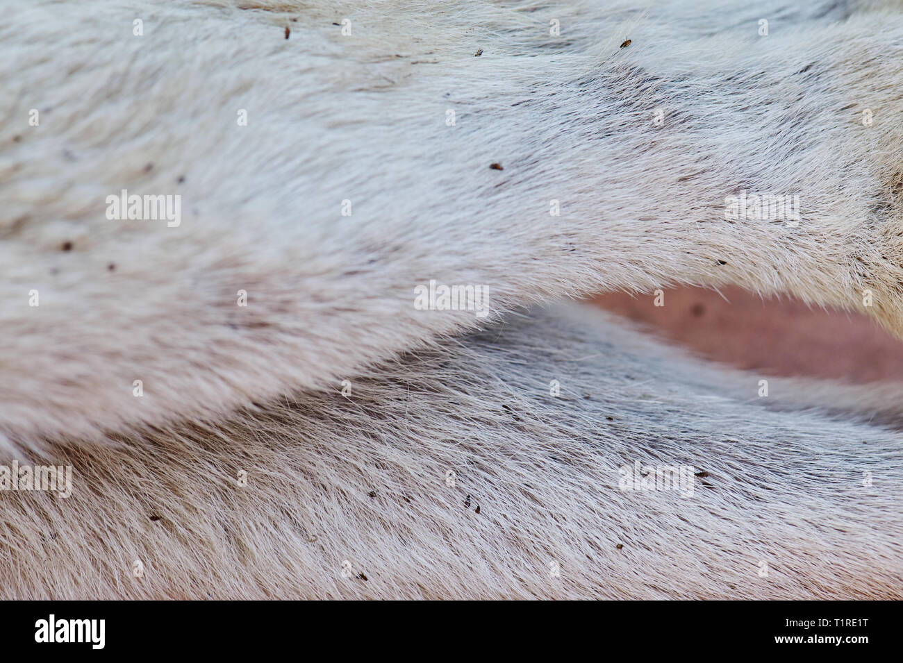 Tot Flohmarkt am Fell Nähe zu sehen. Stockfoto