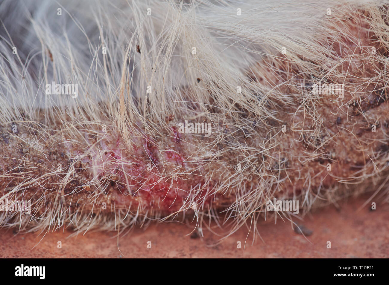 Hund Schwanz mit Pilz Makro anzeigen. Beschädigte hund Haut Stockfoto