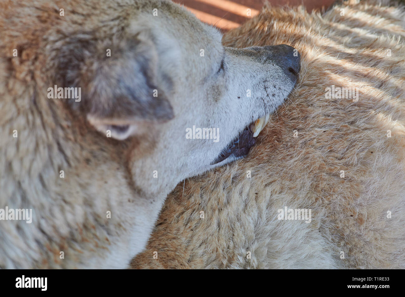 Brauner Hund suchen für Floh im Pelz Nähe zu sehen. Stockfoto