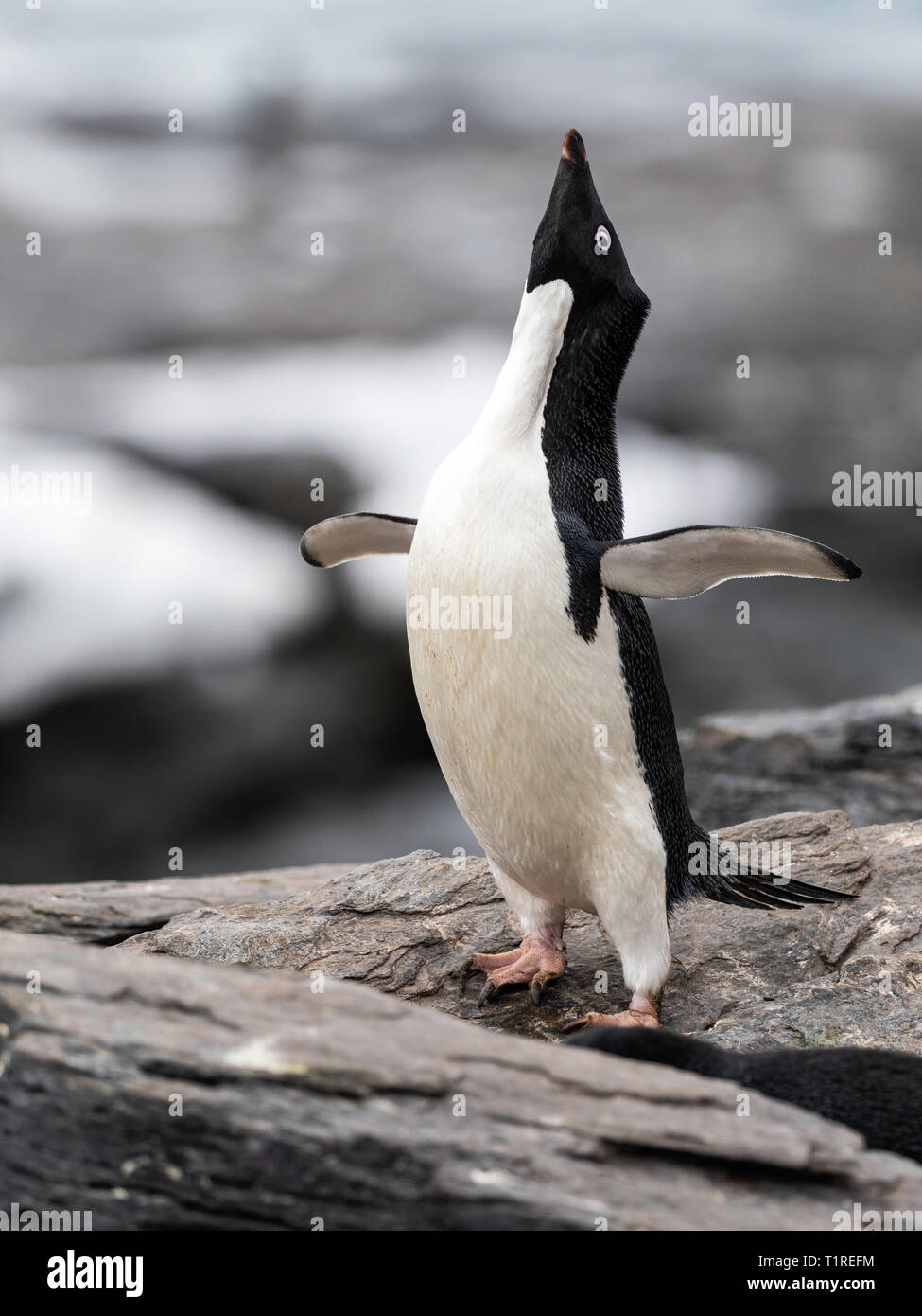 Adelie penguin (Pygoscelis adeliae) Balz, Kies Cove, Coronation Island, South Orkney Inseln, Antarktis Stockfoto