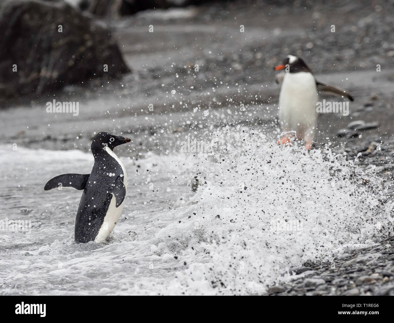 Adelie penguin (Pygoscelis adeliae), überschrift in von Meer, Kieselstrand, Cove, Coronation Island, South Orkney Inseln, Antarktis Stockfoto