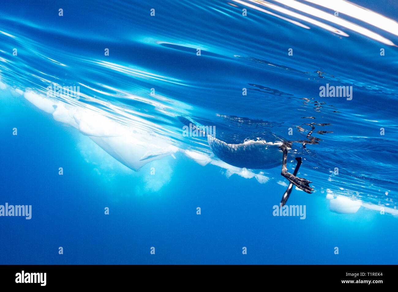 Skurrile Sicht auf eine seabird von unten das Wasser, Lindblad Cove, Trinity Halbinsel, Antarktis Stockfoto