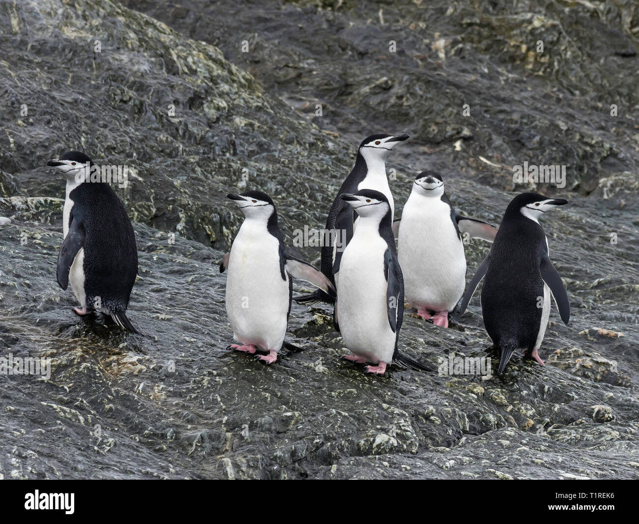 Kinnriemen Pinguine (Pygoscelis antarcticus), Monroe Island, South Orkney Inseln, Antarktis Stockfoto
