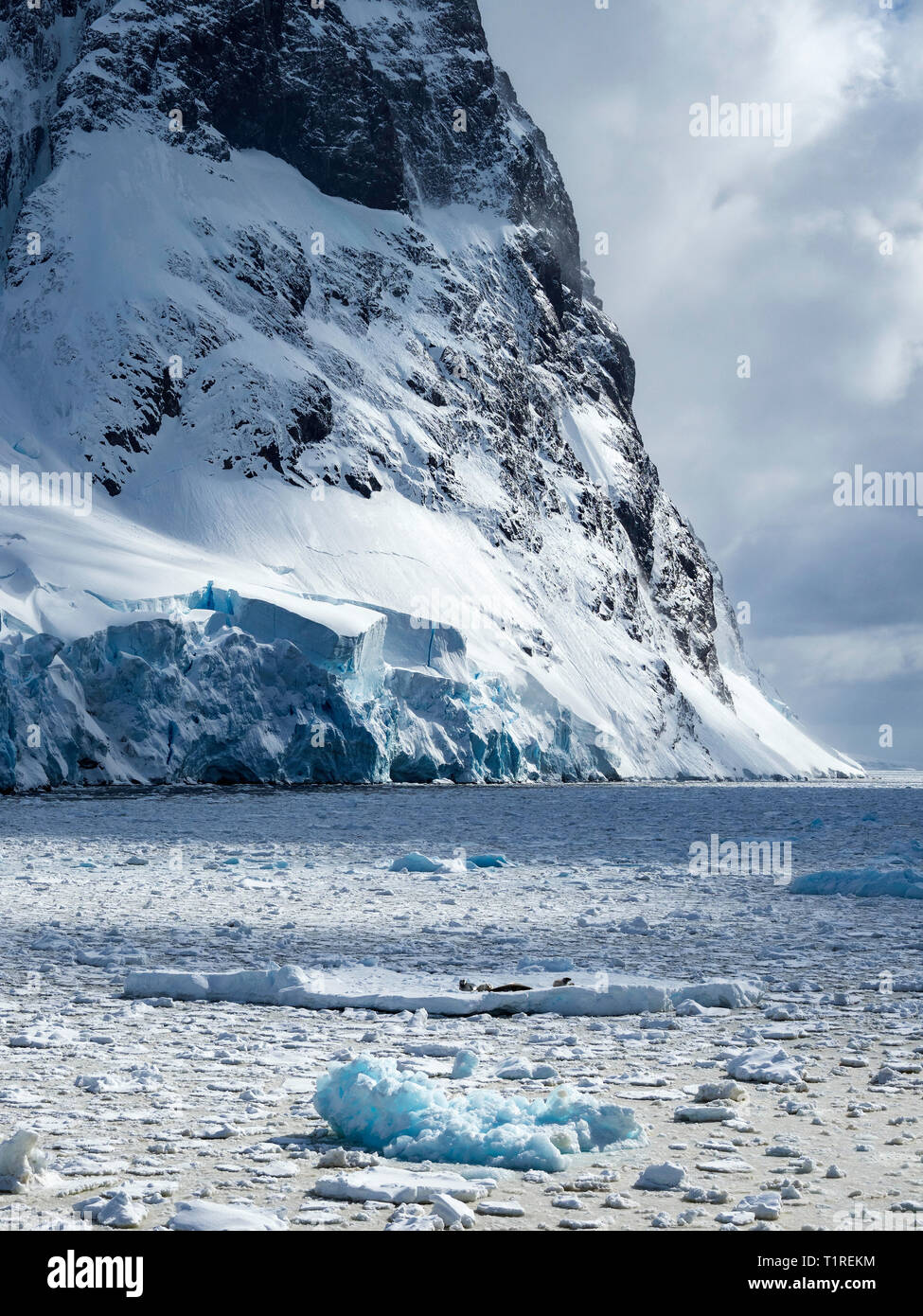 Lemaire Kanal, Krabbenfresserrobben (Lobodon carcinophaga) von Meereis in der Ferne, Antarktis Stockfoto