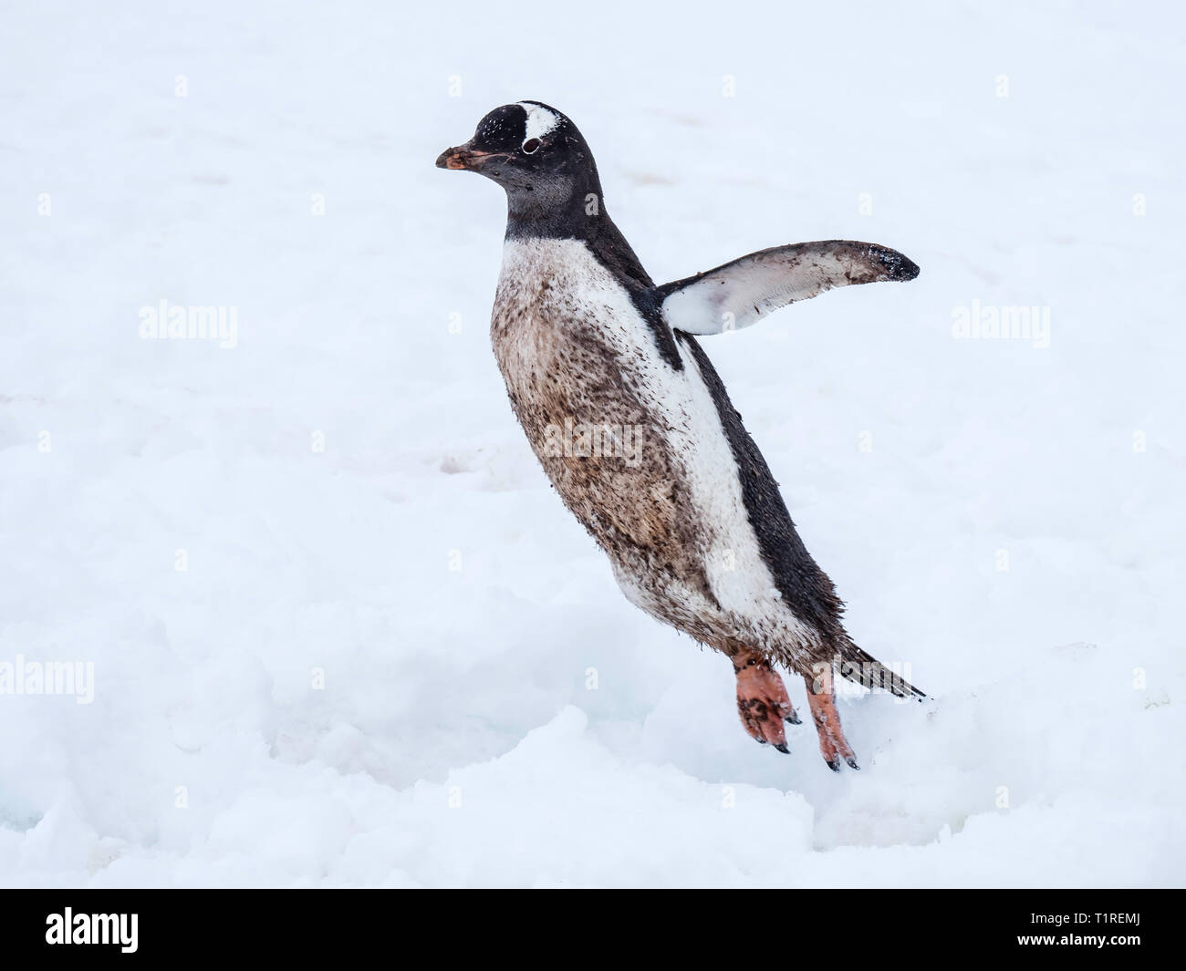 Dirty birdy, Gentoo penguin (Pygoscelis papua) springen über das Eis, Neko Harbour, Antarktis Stockfoto