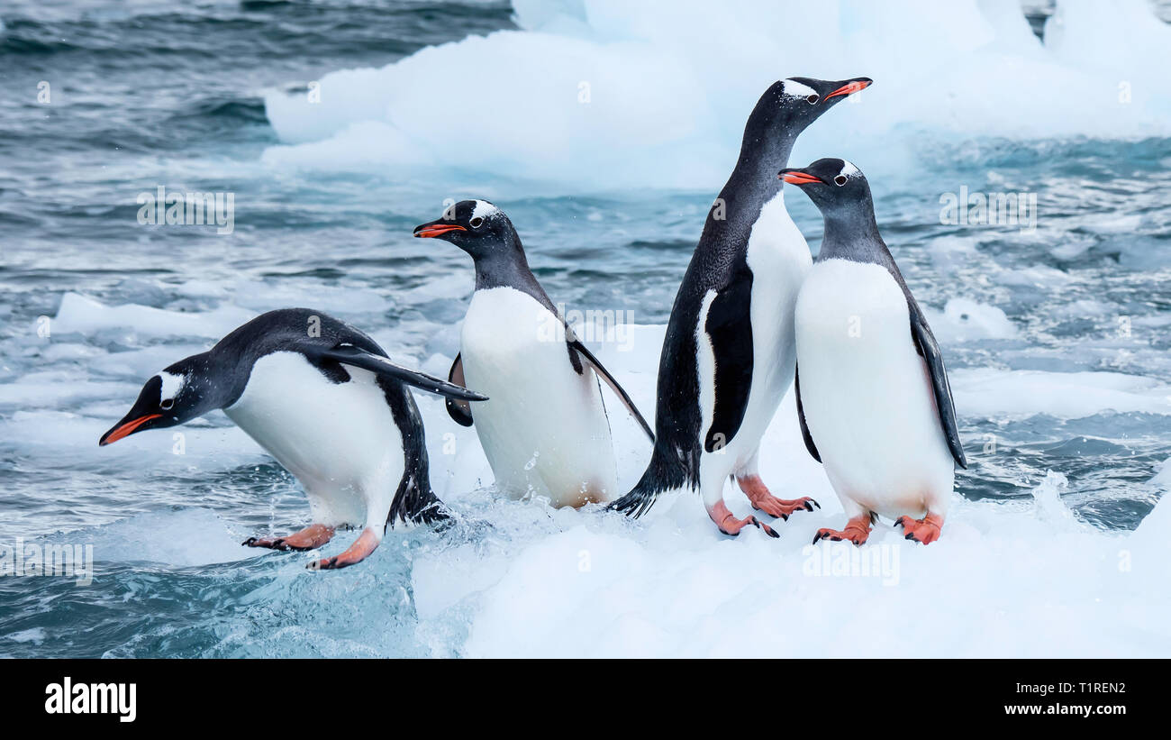 Eselspinguine (Pygoscelis papua), Neko Harbour, Antarktis Stockfoto