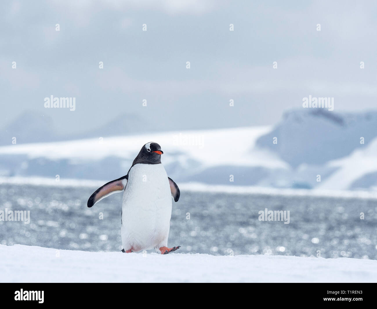 Gentoo Pinguin (Pygoscelis papua) am Ufer schnell Eis in Wilhamena Bucht, Antarktis Stockfoto