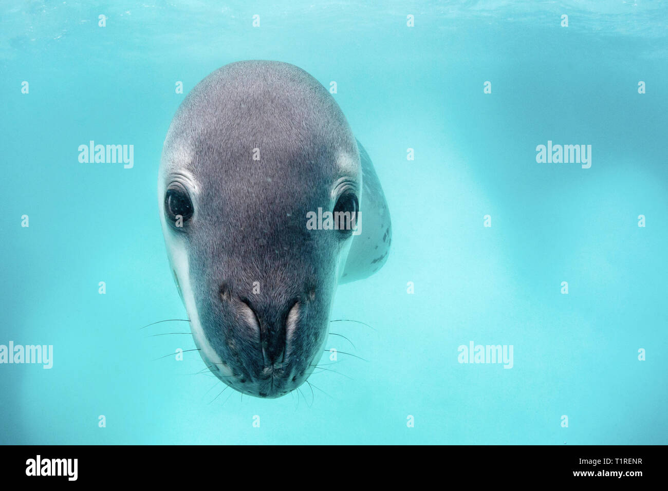 Nach leopard Hydrurga leptonyx Dichtung, Unterwasser am Monroe Island, South Orkney Inseln, Antarktis. Stockfoto