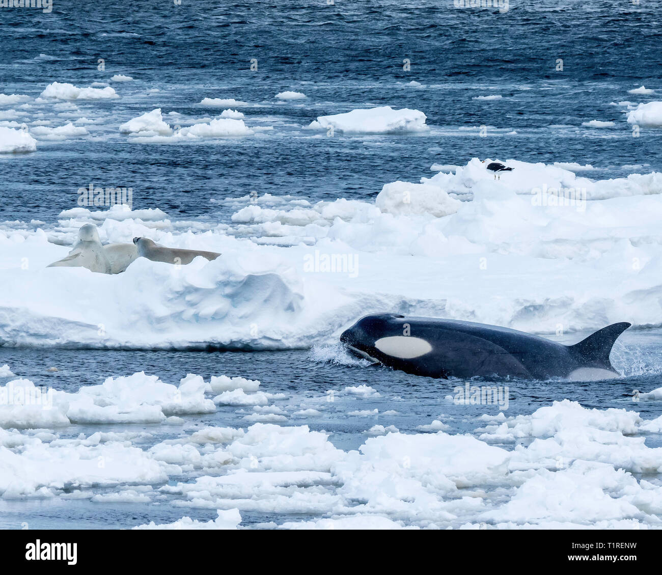 Orca Alias: Schwertwal (Orcinus orca) stalking Dichtungen auf Meereis, Lemaire Kanal, Antarktis Stockfoto