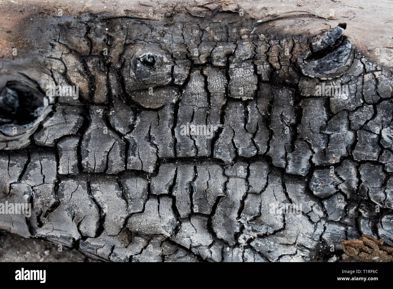 Verbrannt Baum Makro Hintergrund Textur Stockfoto