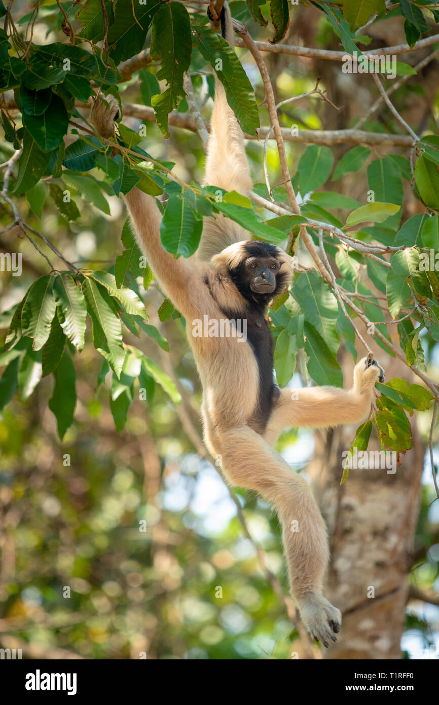 Pileated gibbon Weibchen hängen von Baum in Kambodscha Stockfoto