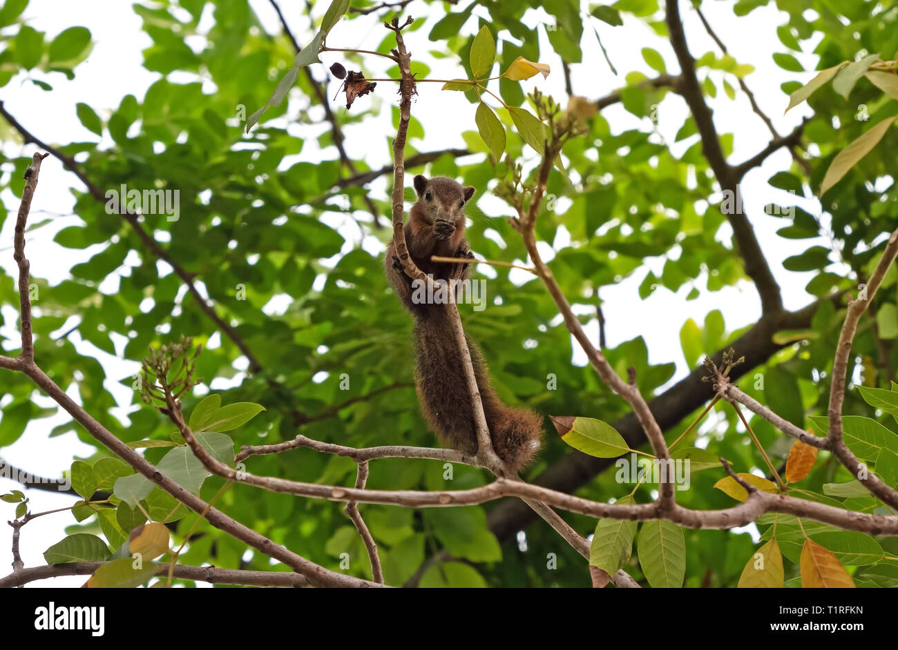 Closeup Eichhörnchen auf einem Ast isoliert auf Hintergrund Stockfoto