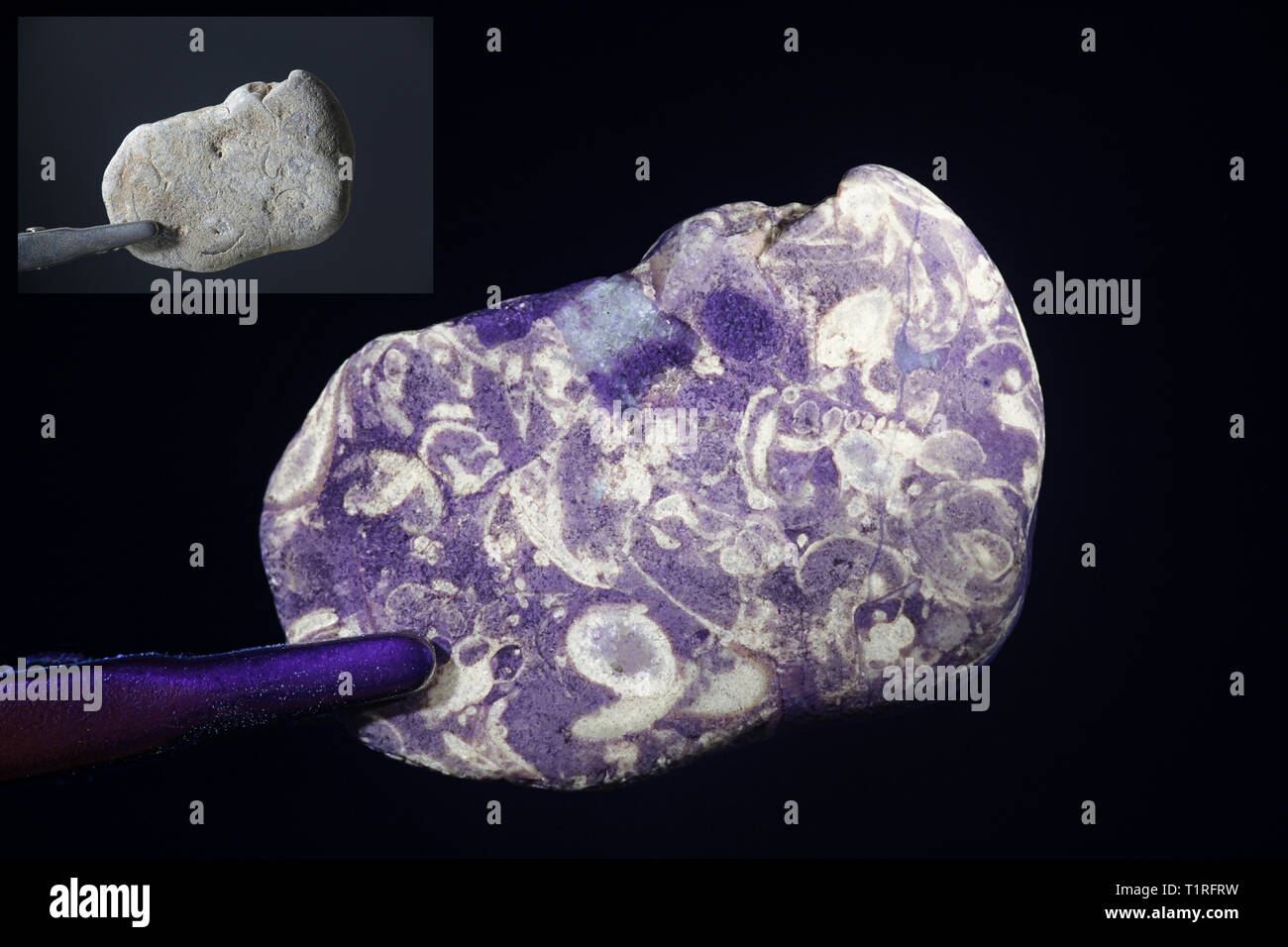 Fluoreszierende Fossilien im ultravioletten Licht fotografiert (365 nm). Kleinere Bild mit derselben Probe bei normalem Tageslicht. Stockfoto