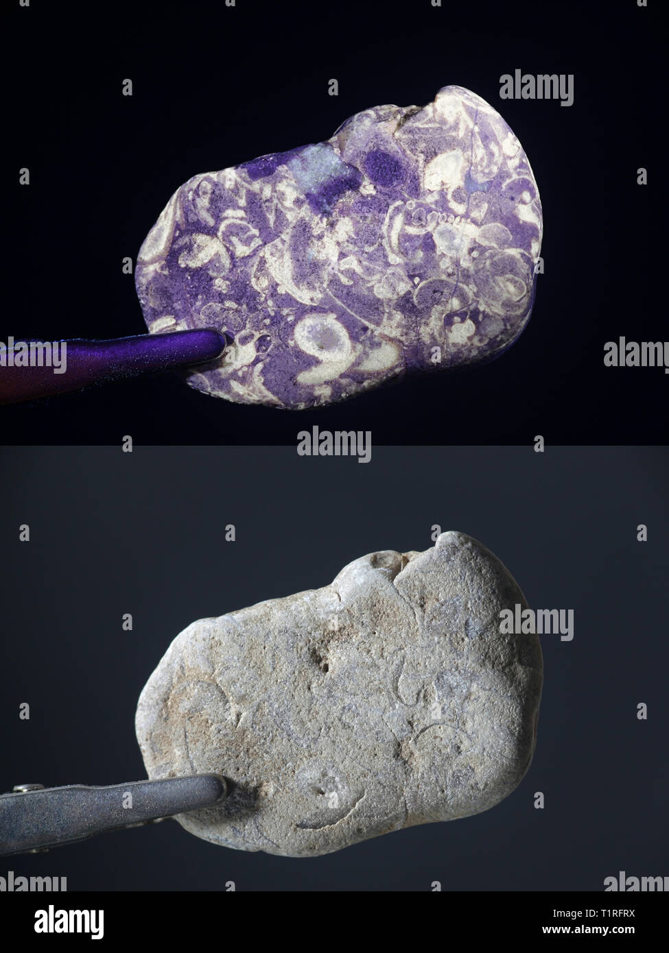 Fluoreszierende Fossilien im ultravioletten Licht fotografiert (365 nm). Unteres Bild zeigt dieselbe Stichprobe bei normalem Tageslicht. Stockfoto