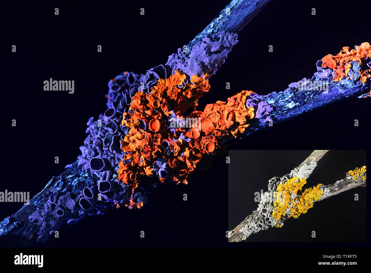 Gemeinsame orange Ufer flechten und hoary Rosette flechten fotografiert im ultravioletten Licht (365 nm). Kleinere Bild im sichtbaren Licht fotografiert. Stockfoto