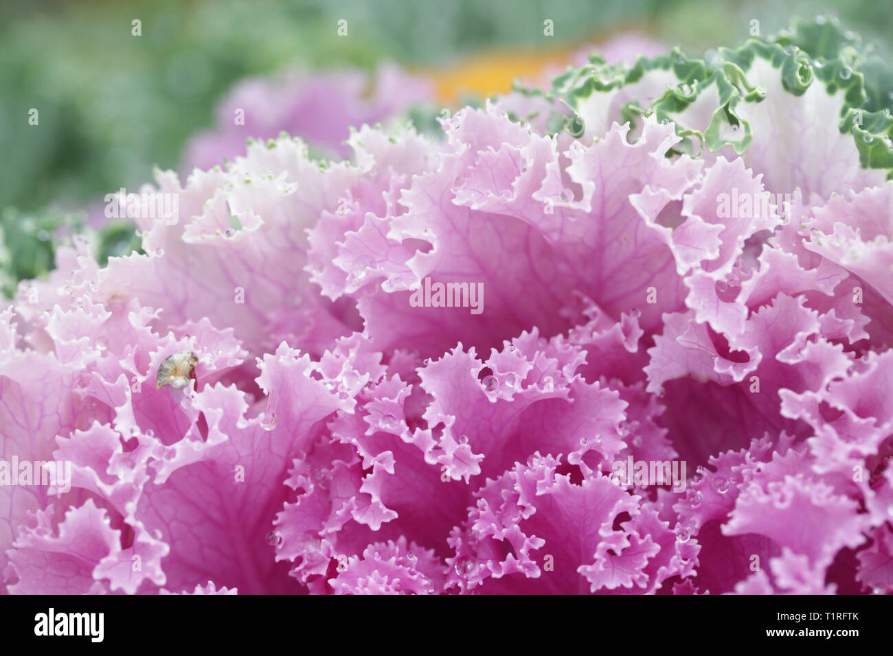 Zierpflanzen blühender Grünkohl Kohl, der Brassica oleracea abellica' Stockfoto