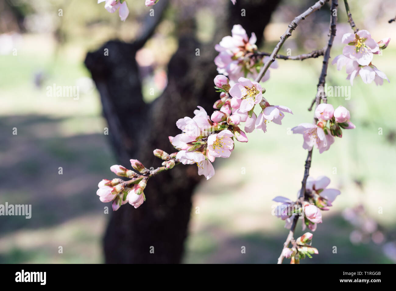 In der Nähe von blühenden Mandelbaum. Schöne Mandel Blume Blüte, im Frühling Hintergrund. Prunus dulcis, Loquat. Stockfoto