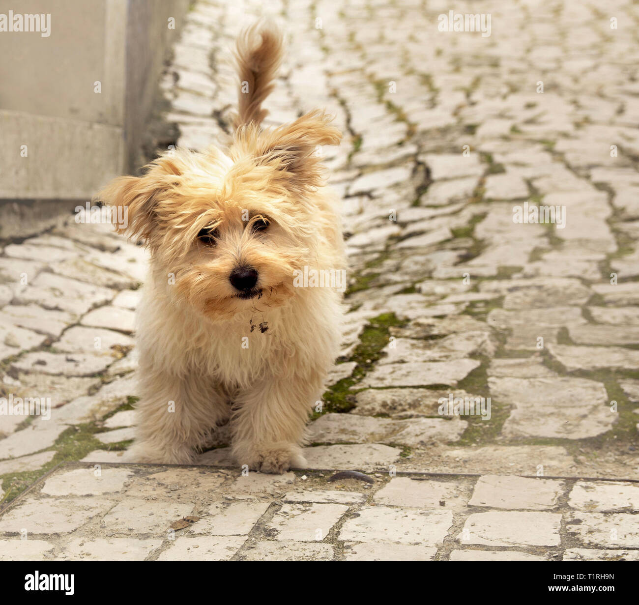 Porträt einer cremefarbenen Yorkshire Terrier auf einer alten Straße mit Kopfsteinpflaster in Obidos, Portugal Stockfoto