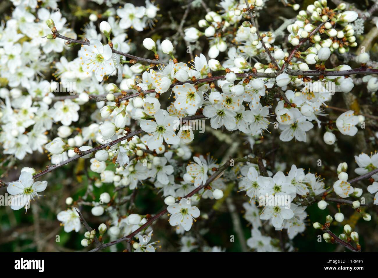 Eine Masse von Weiß Schwarz thorn Blumen Blüten Blüte Prunus spinosa Stockfoto