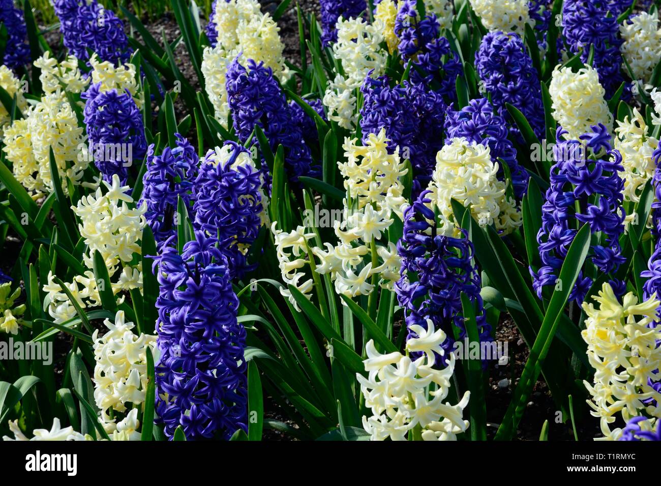 Blau und Gelb gemischt Hyazinthen Blumen wachsen in einem Blumenbeet Hyacinthus orientalis blaue Jacke Hyacinthus orientalis Stadt Harlem Stockfoto