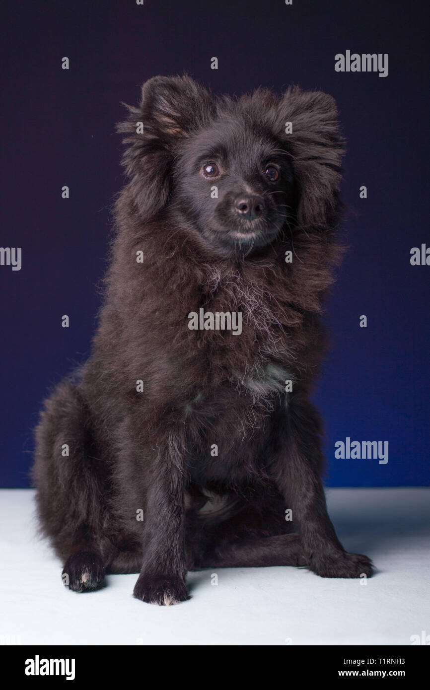 Pomeranian Welpen Niedlichkeit Contest Gewinner Stockfoto