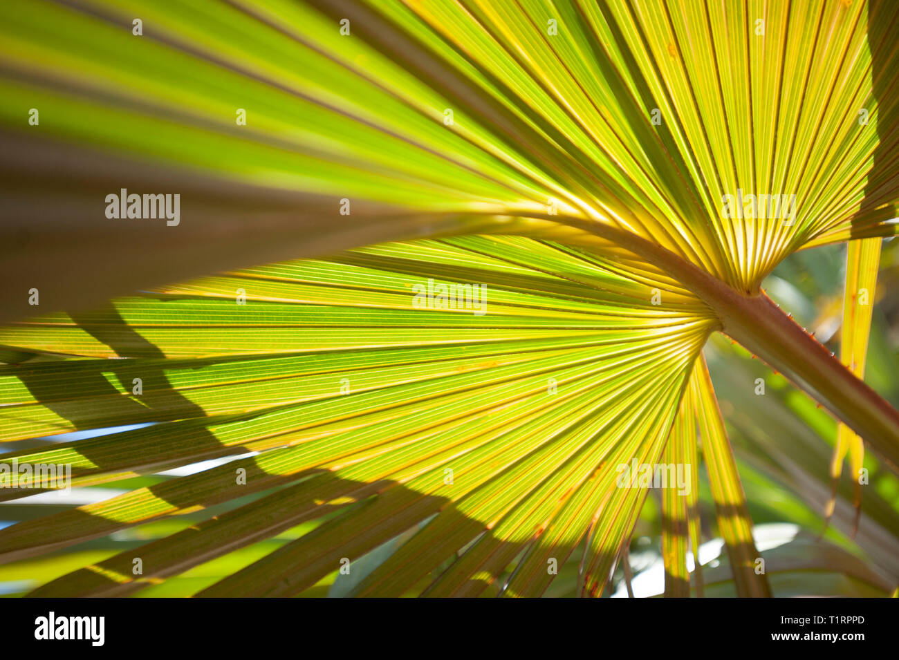 Das Palm Valley Stockfoto