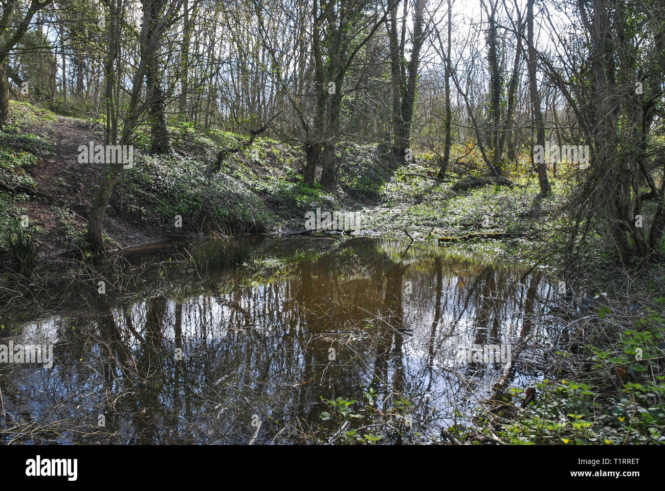 Ein Teich im Herzen eines englischen Woodland Stockfoto