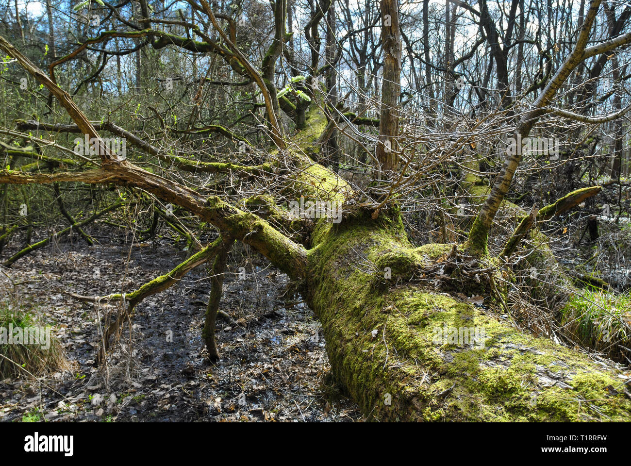 Einen alten Baum in einem Sumpf, in Wäldern in Moos bedeckt Stockfoto