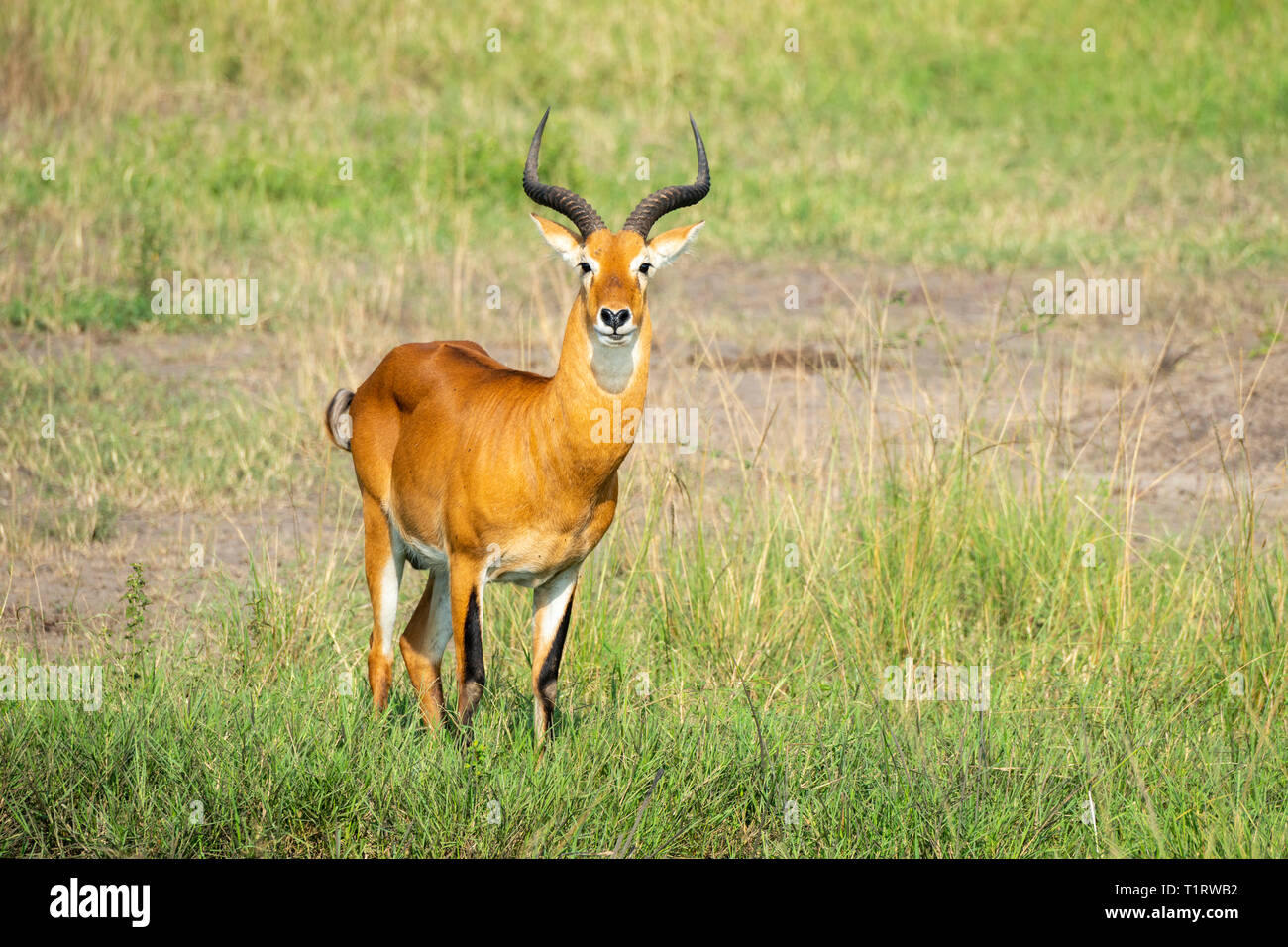 Einsame männliche Ugandan Kob (Kobus kob thomasi) im Queen Elizabeth National Park, South West Uganda, Ostafrika Stockfoto