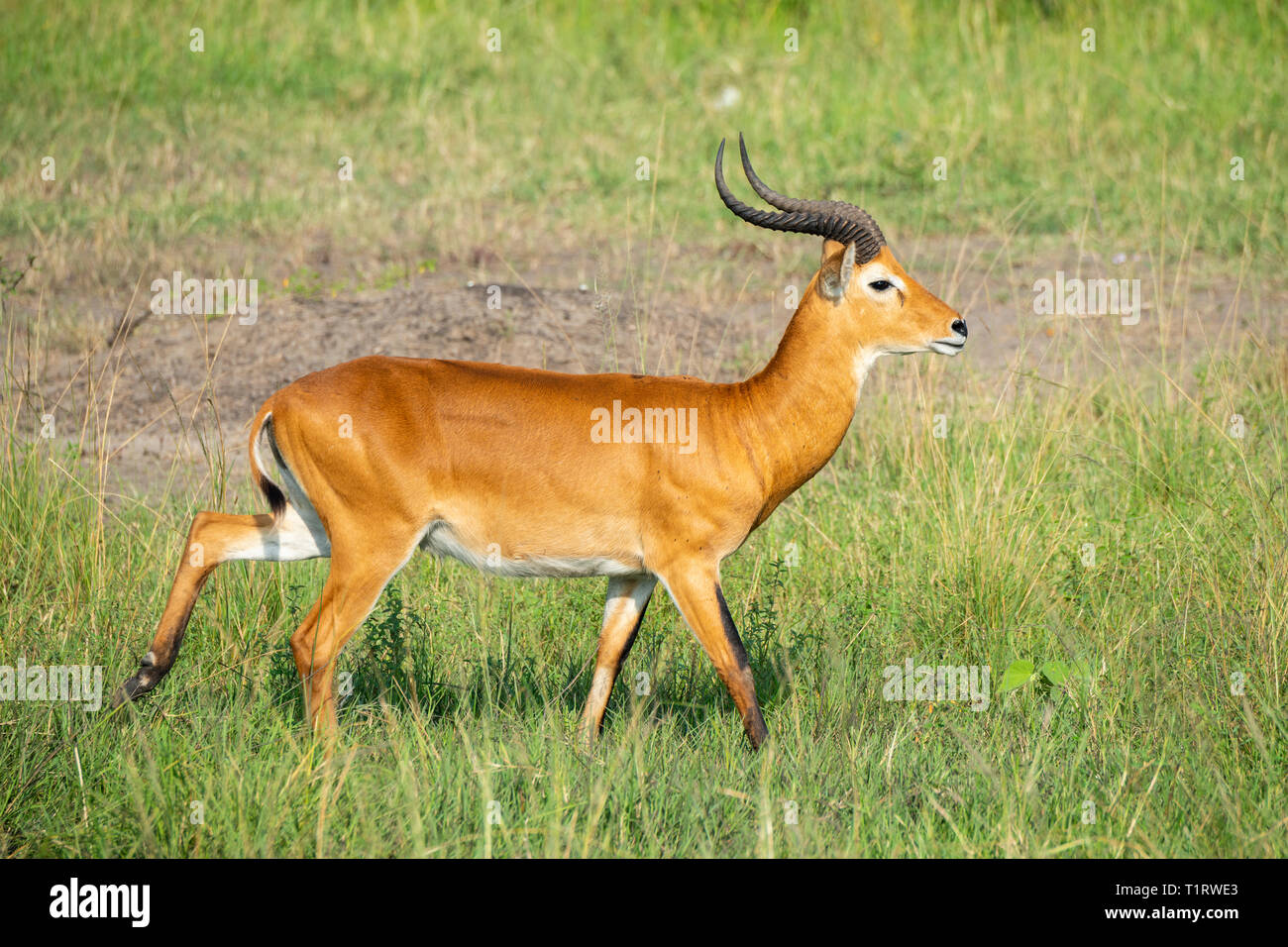 Einsame männliche Ugandan Kob (Kobus kob thomasi) im Queen Elizabeth National Park, South West Uganda, Ostafrika Stockfoto