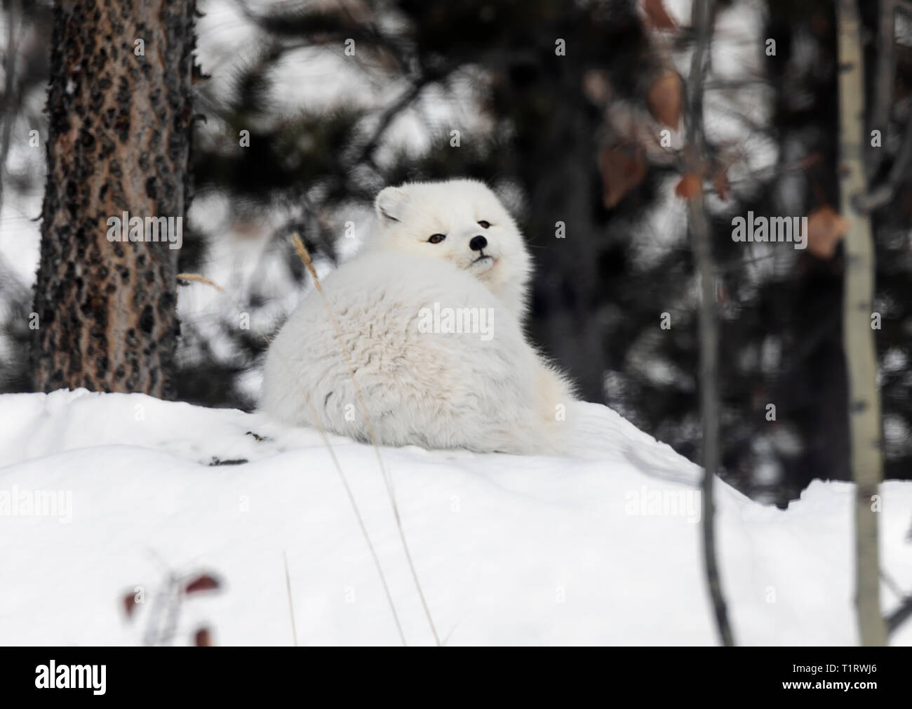 Polarfuchs; Vulpes lagopus Stockfoto