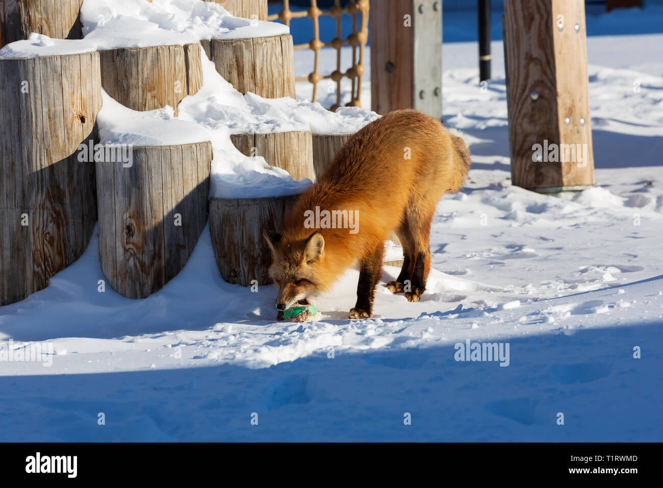 Red Fox, Vulpes vulpes scavenging Essen in der Stadt. Stockfoto