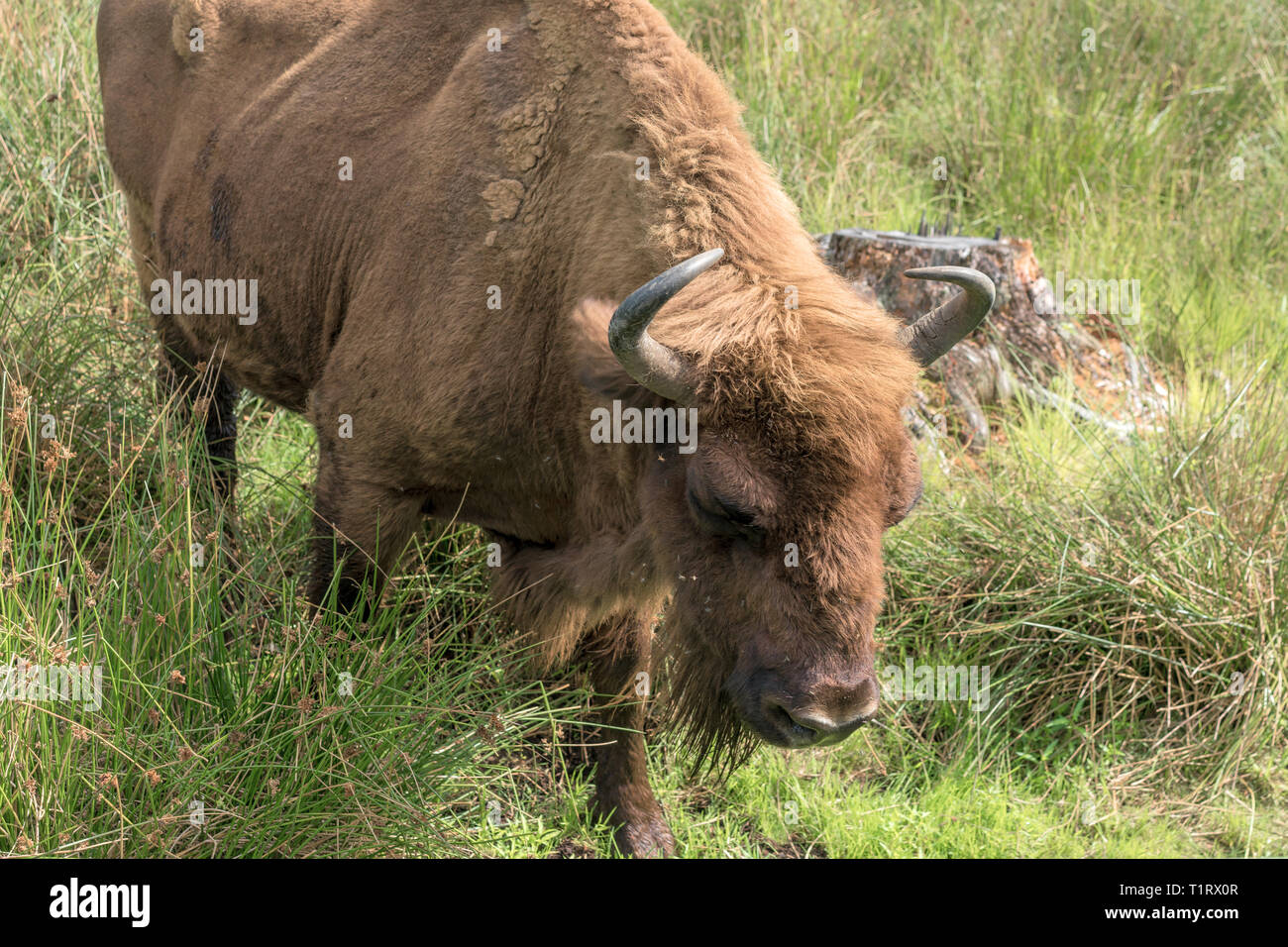 Europäische Bisons (Wisent, Zubr) in Weiden im Sommer Stockfoto