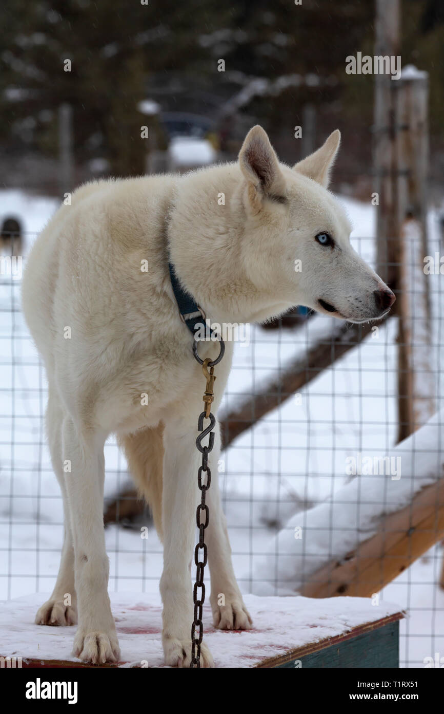 Alaskan Husky, eine Rasse von Hunden entwickelt für Geschwindigkeit und Ausdauer für Hundeschlitten Rennen. Stockfoto
