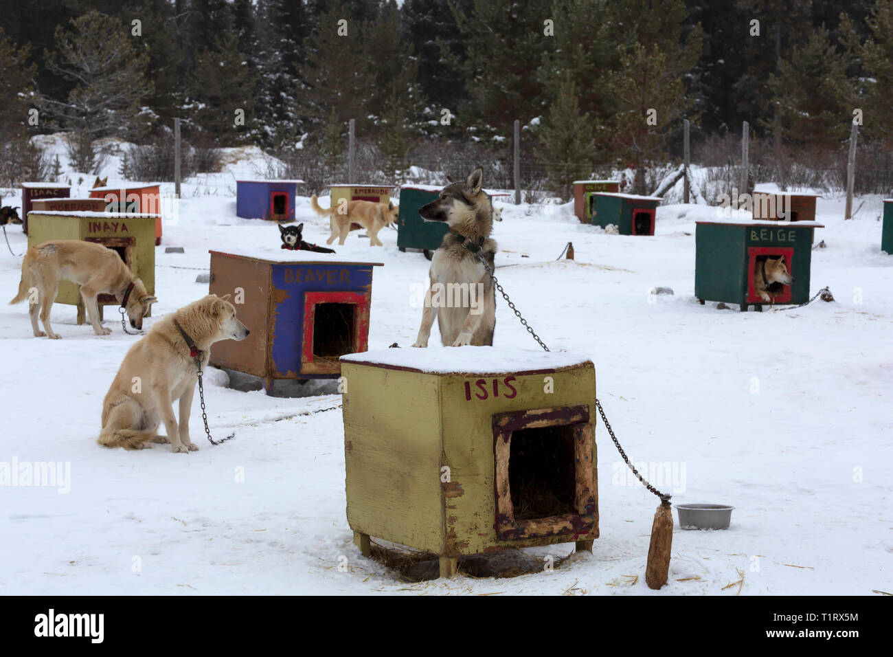 Alaskan Huskies, eine Rasse von Hunden entwickelt für Geschwindigkeit und Ausdauer für Hundeschlitten Rennen. Stockfoto