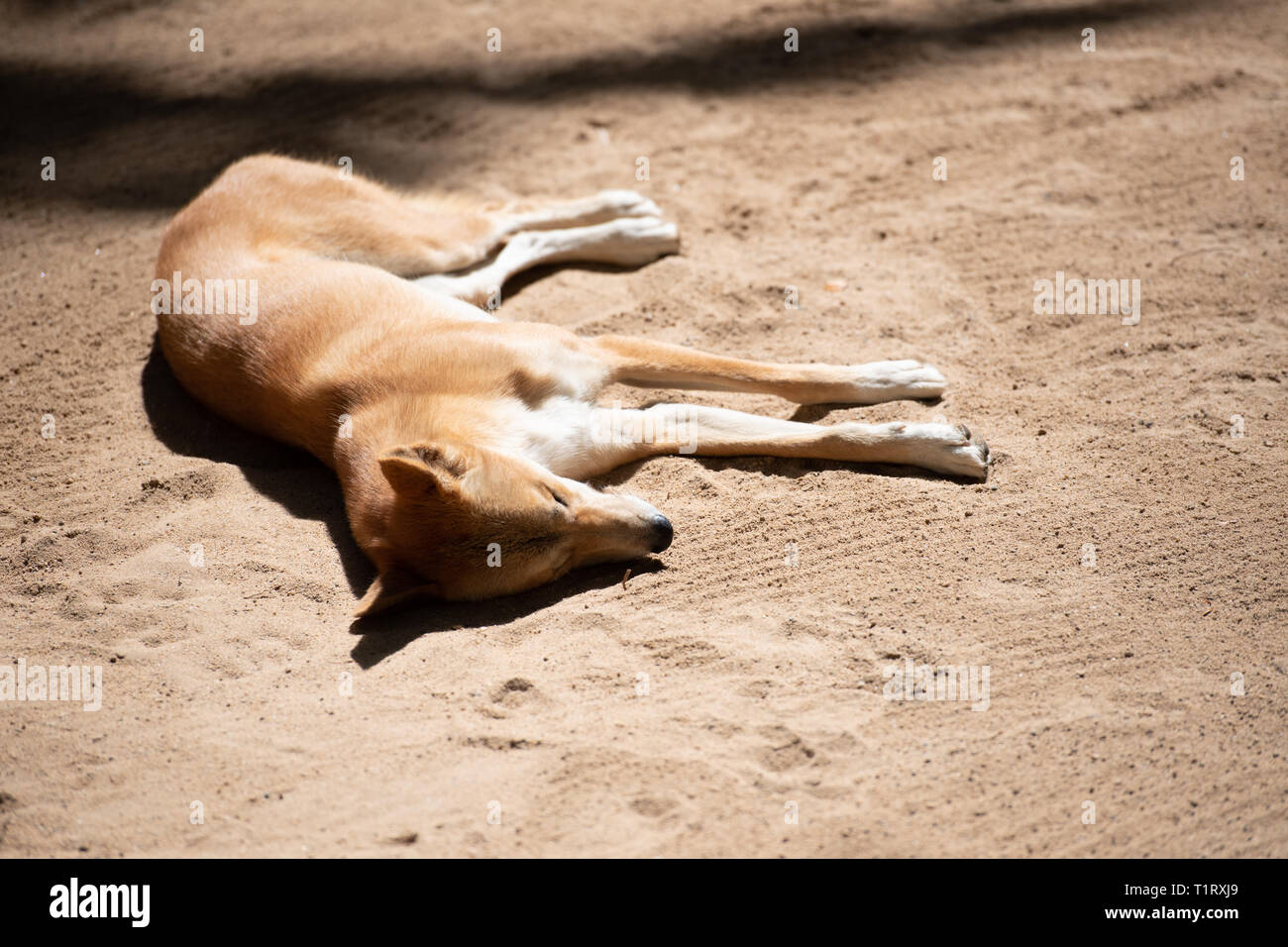 Ein australischer Dingo liegt in die Sonne auf den Sand. Stockfoto