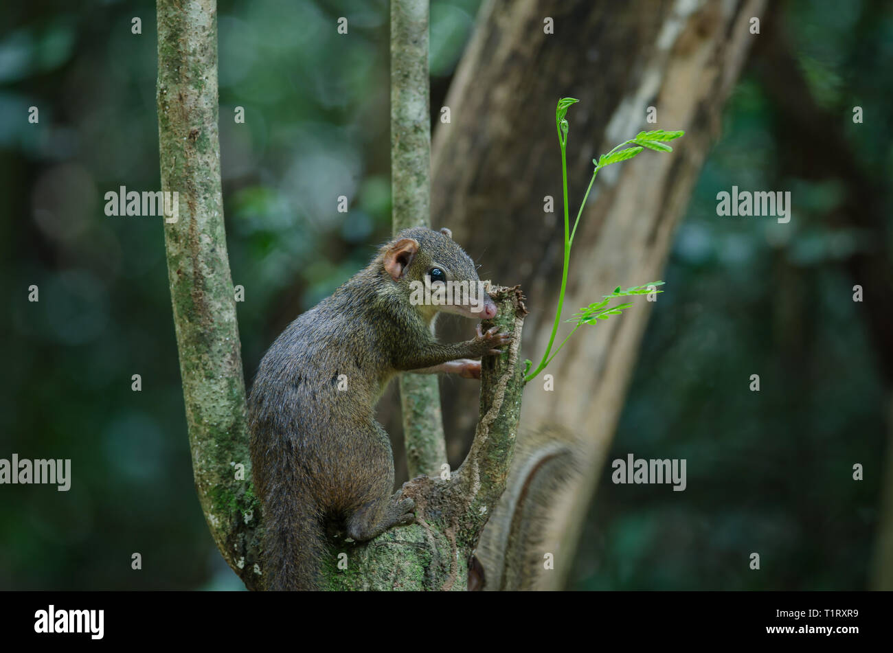 Gemeinsame Treeshrew oder südlichen Treeshrew (Modellorganismus Glis) im Wald von Thailand Stockfoto