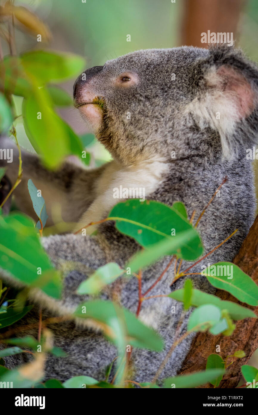 Nahaufnahme eines Koala essen Gummi verlässt, während Sitzen auf dem Baum. Queensland, Australien Stockfoto