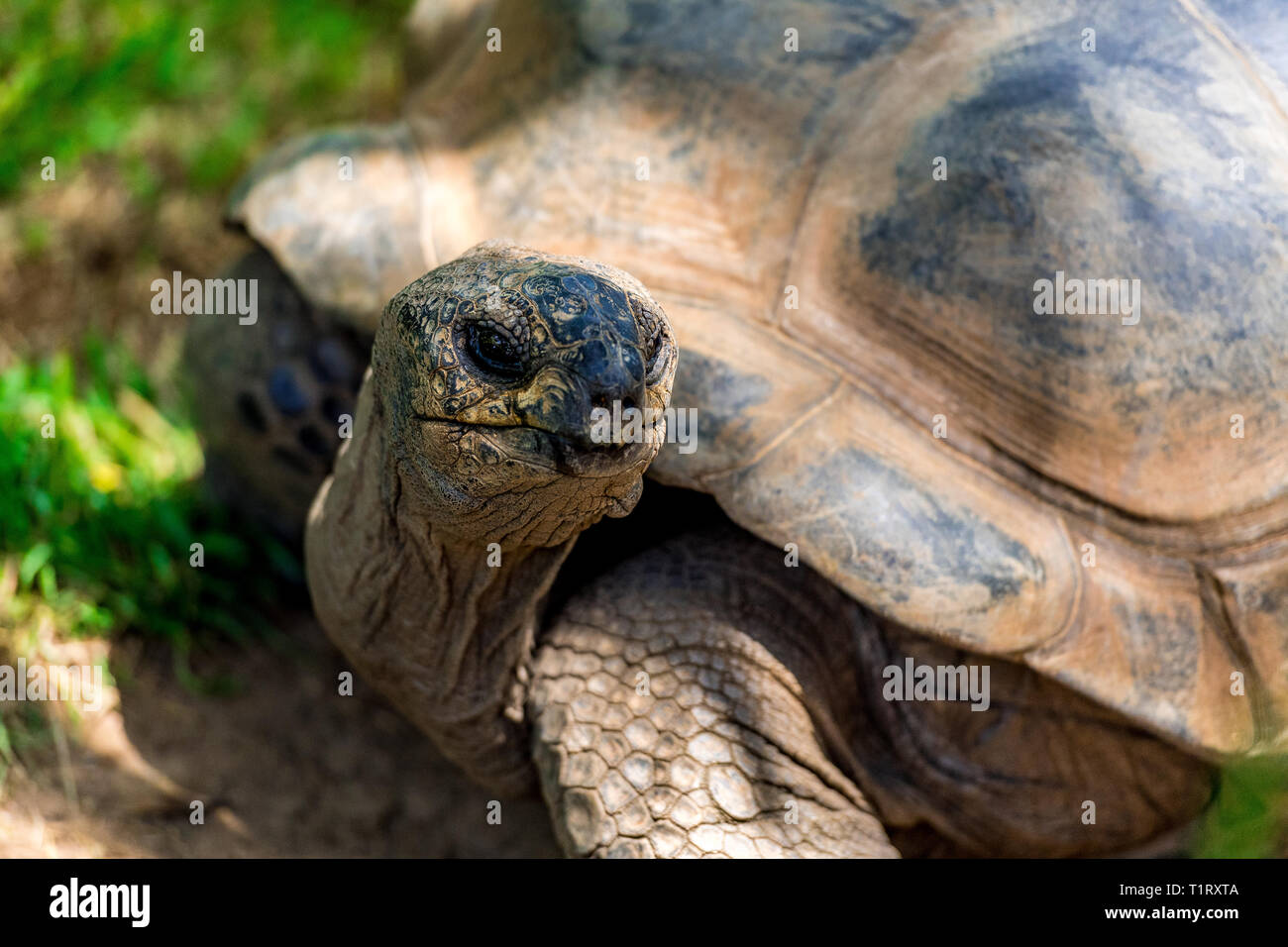 Eine Aldabra-Riesenschildkröte (Aldabrachelys gigantea) stammt von den Inseln des Aldabra-Atolls auf den Seychellen und ist eine der größten der Welt. Stockfoto