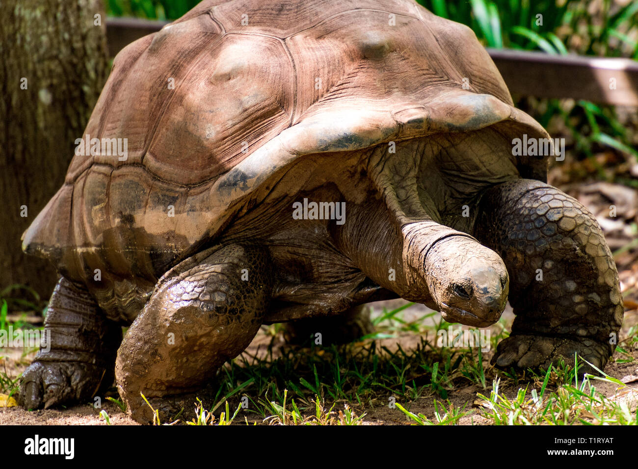 Eine Aldabra-Riesenschildkröte (Aldabrachelys gigantea) stammt von den Inseln des Aldabra-Atolls auf den Seychellen und ist eine der größten der Welt. Stockfoto
