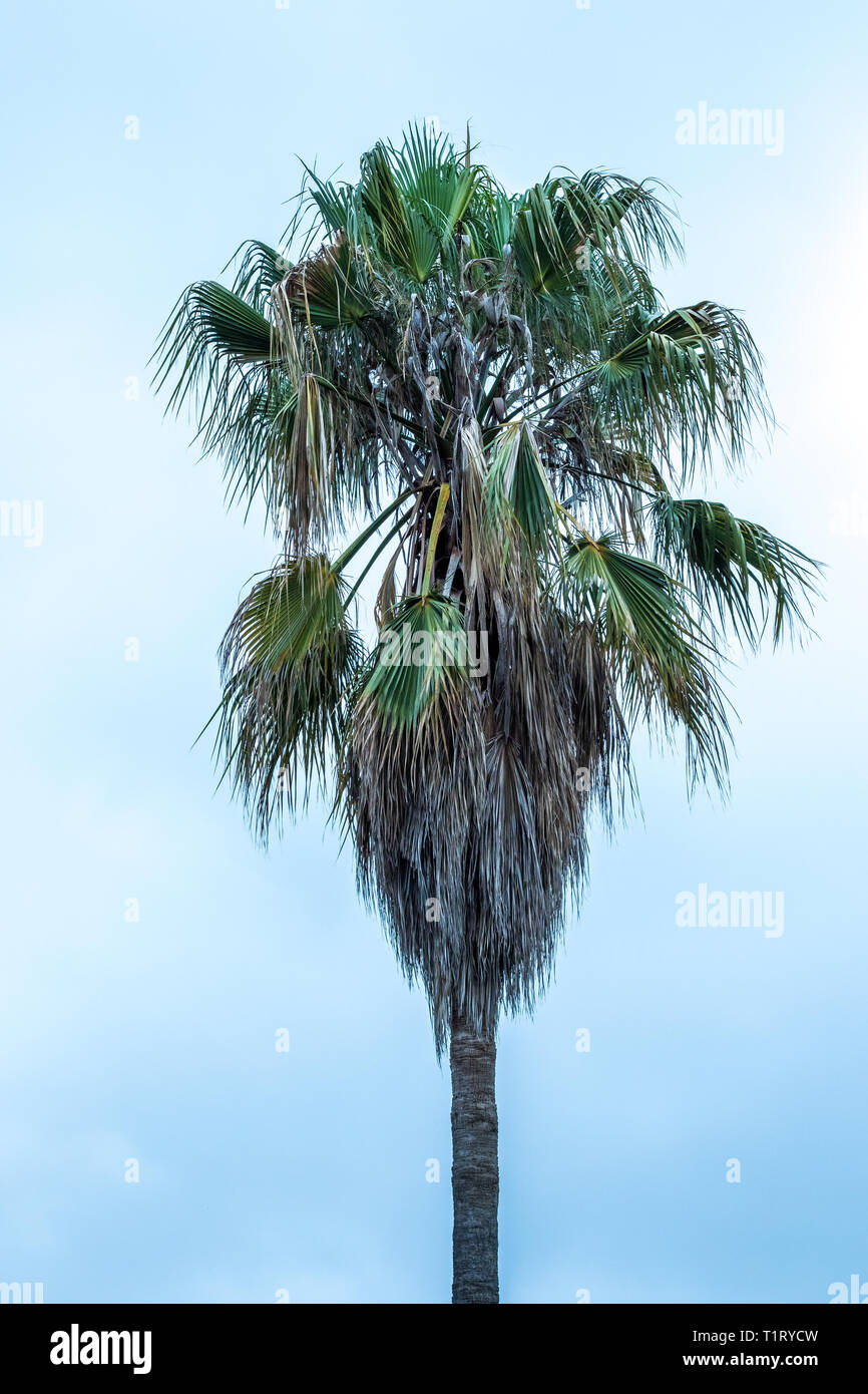 Oben auf einem hohen Palme vor einem blauen und weißen Himmel Bild mit Kopie Raum im Hochformat isoliert Stockfoto
