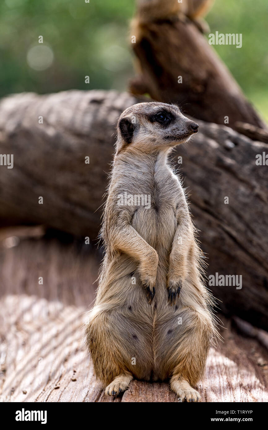 Ein erdmännchen Wacht auf Wache ihren Clan zu schützen. Stockfoto