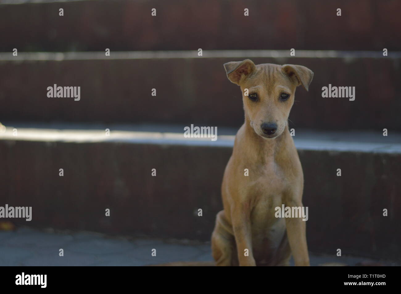 Light Brown Stray Dog auf den Straßen. Stockfoto