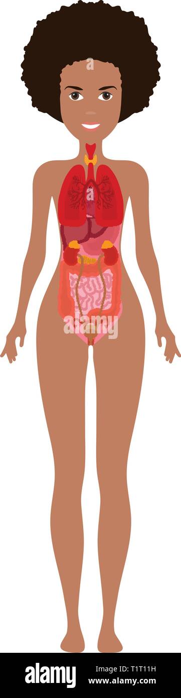 Der weibliche Körper mit inneren Organe schema Flachbild Infografik poster Abbildung. Frau Silhouette mit Lunge, Herz, Schilddrüse, Magen, Leber Stock Vektor