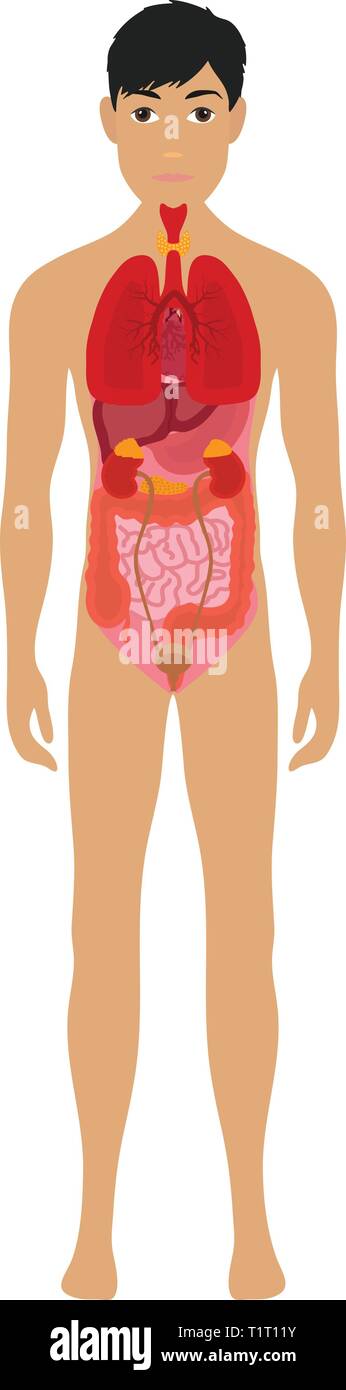 Menschliche Körper und Organe. Vektor Infografik Anatomie, menschliche Körper mit Nieren und Lunge, Leber und Magen Vector Illustration Stock Vektor